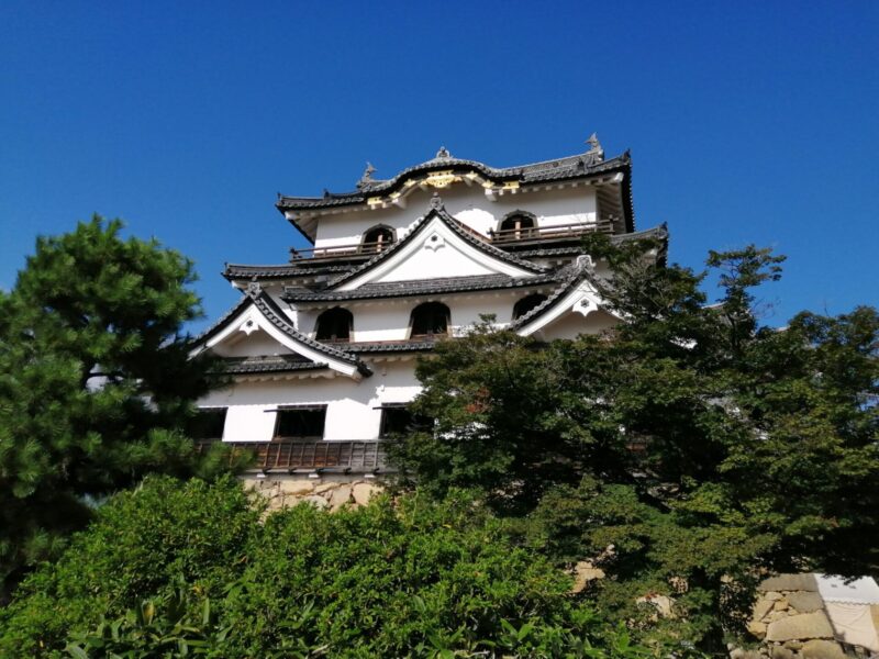 松に囲まれた彦根城天守