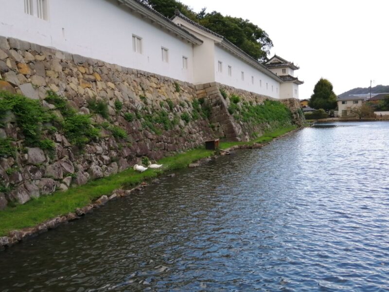 彦根城の堀に住む白鳥