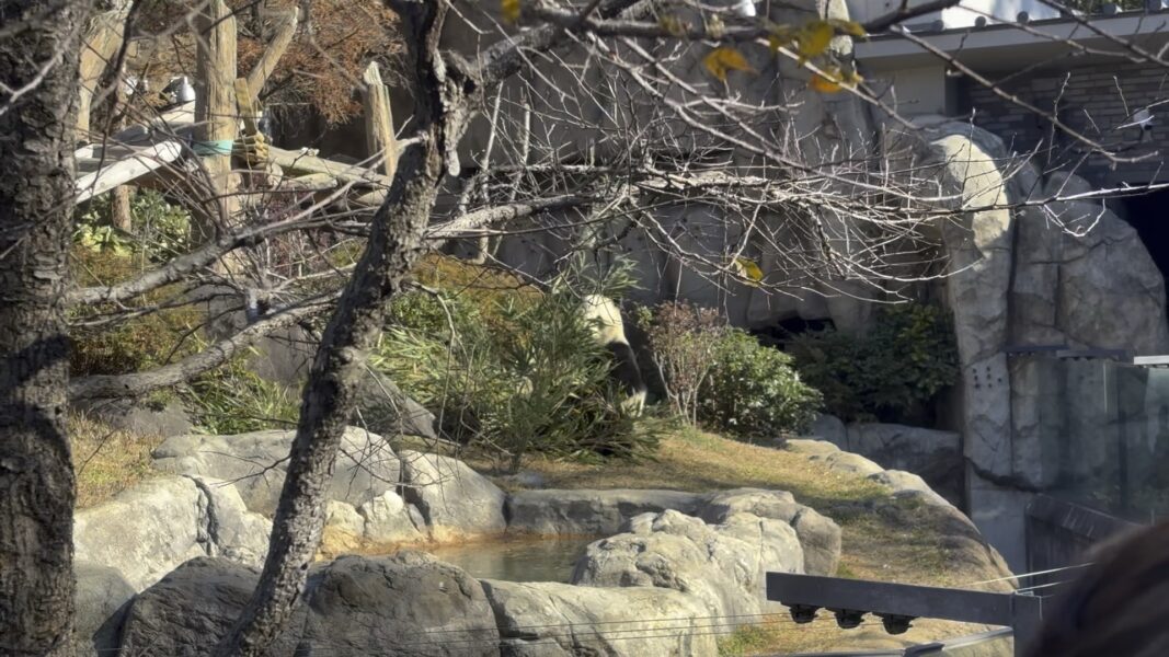 シャオシャオ(上野動物園)