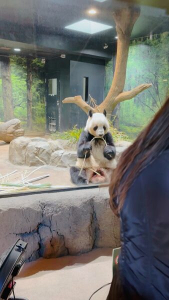 レイレイ(上野動物園)