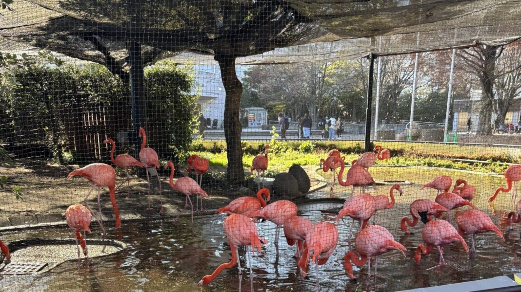フラミンゴ(上野動物園)